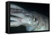 Humboldt (Jumbo) Squid (Dosidicus Gigas) Underwater-Louise Murray-Framed Stretched Canvas