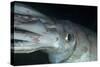 Humboldt (Jumbo) Squid (Dosidicus Gigas) Underwater-Louise Murray-Stretched Canvas