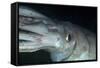Humboldt (Jumbo) Squid (Dosidicus Gigas) Underwater-Louise Murray-Framed Stretched Canvas