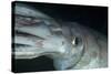 Humboldt (Jumbo) Squid (Dosidicus Gigas) Underwater-Louise Murray-Stretched Canvas