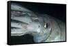 Humboldt (Jumbo) Squid (Dosidicus Gigas) Underwater-Louise Murray-Framed Stretched Canvas