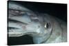 Humboldt (Jumbo) Squid (Dosidicus Gigas) Underwater-Louise Murray-Stretched Canvas