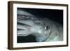 Humboldt (Jumbo) Squid (Dosidicus Gigas) Underwater-Louise Murray-Framed Photographic Print
