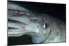 Humboldt (Jumbo) Squid (Dosidicus Gigas) Underwater-Louise Murray-Mounted Photographic Print