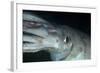 Humboldt (Jumbo) Squid (Dosidicus Gigas) Underwater-Louise Murray-Framed Photographic Print