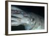 Humboldt (Jumbo) Squid (Dosidicus Gigas) Underwater-Louise Murray-Framed Photographic Print