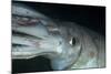 Humboldt (Jumbo) Squid (Dosidicus Gigas) Underwater-Louise Murray-Mounted Photographic Print