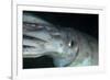 Humboldt (Jumbo) Squid (Dosidicus Gigas) Underwater-Louise Murray-Framed Photographic Print