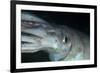 Humboldt (Jumbo) Squid (Dosidicus Gigas) Underwater-Louise Murray-Framed Photographic Print