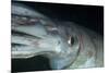 Humboldt (Jumbo) Squid (Dosidicus Gigas) Underwater-Louise Murray-Mounted Photographic Print