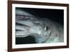 Humboldt (Jumbo) Squid (Dosidicus Gigas) Underwater-Louise Murray-Framed Photographic Print