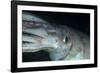 Humboldt (Jumbo) Squid (Dosidicus Gigas) Underwater-Louise Murray-Framed Photographic Print