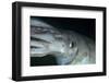 Humboldt (Jumbo) Squid (Dosidicus Gigas) Underwater-Louise Murray-Framed Photographic Print