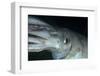 Humboldt (Jumbo) Squid (Dosidicus Gigas) Underwater-Louise Murray-Framed Photographic Print