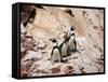 Humboldt Penguins on Isla Ballestas, Ballestas Islands, Peru-Eric Baccega-Framed Stretched Canvas