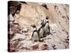 Humboldt Penguins on Isla Ballestas, Ballestas Islands, Peru-Eric Baccega-Stretched Canvas