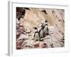 Humboldt Penguins on Isla Ballestas, Ballestas Islands, Peru-Eric Baccega-Framed Photographic Print