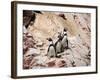 Humboldt Penguins on Isla Ballestas, Ballestas Islands, Peru-Eric Baccega-Framed Photographic Print