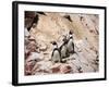 Humboldt Penguins on Isla Ballestas, Ballestas Islands, Peru-Eric Baccega-Framed Photographic Print