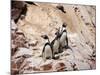 Humboldt Penguins on Isla Ballestas, Ballestas Islands, Peru-Eric Baccega-Mounted Photographic Print