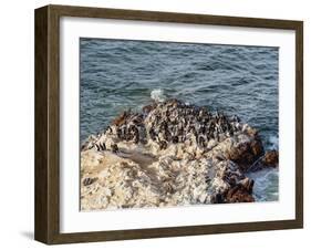 Humboldt penguins (Spheniscus humboldt) on the rock in Lagunillas, Paracas National Reserve, Ica Re-Karol Kozlowski-Framed Photographic Print