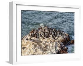 Humboldt penguins (Spheniscus humboldt) on the rock in Lagunillas, Paracas National Reserve, Ica Re-Karol Kozlowski-Framed Photographic Print