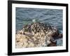 Humboldt penguins (Spheniscus humboldt) on the rock in Lagunillas, Paracas National Reserve, Ica Re-Karol Kozlowski-Framed Photographic Print