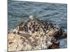 Humboldt penguins (Spheniscus humboldt) on the rock in Lagunillas, Paracas National Reserve, Ica Re-Karol Kozlowski-Mounted Photographic Print