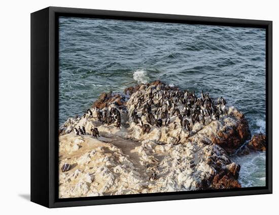 Humboldt penguins (Spheniscus humboldt) on the rock in Lagunillas, Paracas National Reserve, Ica Re-Karol Kozlowski-Framed Stretched Canvas