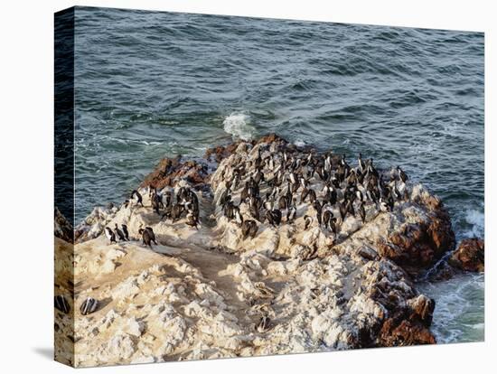 Humboldt penguins (Spheniscus humboldt) on the rock in Lagunillas, Paracas National Reserve, Ica Re-Karol Kozlowski-Stretched Canvas