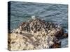 Humboldt penguins (Spheniscus humboldt) on the rock in Lagunillas, Paracas National Reserve, Ica Re-Karol Kozlowski-Stretched Canvas