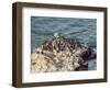 Humboldt penguins (Spheniscus humboldt) on the rock in Lagunillas, Paracas National Reserve, Ica Re-Karol Kozlowski-Framed Photographic Print