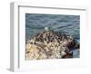 Humboldt penguins (Spheniscus humboldt) on the rock in Lagunillas, Paracas National Reserve, Ica Re-Karol Kozlowski-Framed Photographic Print