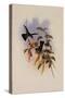 Humboldt's Hummingbird, Chrysuronia Humboldti-John Gould-Stretched Canvas