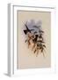 Humboldt's Hummingbird, Chrysuronia Humboldti-John Gould-Framed Giclee Print