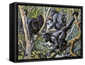 Humboldt's Woolly Monkey (Lagothrix Lagotricha), Cebidae, Drawing-null-Framed Stretched Canvas