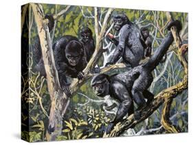 Humboldt's Woolly Monkey (Lagothrix Lagotricha), Cebidae, Drawing-null-Stretched Canvas