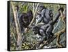 Humboldt's Woolly Monkey (Lagothrix Lagotricha), Cebidae, Drawing-null-Framed Stretched Canvas