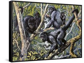 Humboldt's Woolly Monkey (Lagothrix Lagotricha), Cebidae, Drawing-null-Framed Stretched Canvas