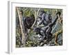 Humboldt's Woolly Monkey (Lagothrix Lagotricha), Cebidae, Drawing-null-Framed Giclee Print