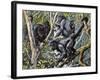 Humboldt's Woolly Monkey (Lagothrix Lagotricha), Cebidae, Drawing-null-Framed Giclee Print