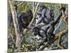 Humboldt's Woolly Monkey (Lagothrix Lagotricha), Cebidae, Drawing-null-Mounted Giclee Print