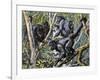 Humboldt's Woolly Monkey (Lagothrix Lagotricha), Cebidae, Drawing-null-Framed Giclee Print