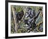 Humboldt's Woolly Monkey (Lagothrix Lagotricha), Cebidae, Drawing-null-Framed Giclee Print