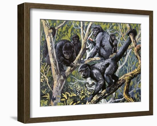 Humboldt's Woolly Monkey (Lagothrix Lagotricha), Cebidae, Drawing-null-Framed Giclee Print