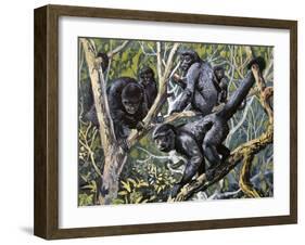 Humboldt's Woolly Monkey (Lagothrix Lagotricha), Cebidae, Drawing-null-Framed Giclee Print