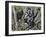 Humboldt's Woolly Monkey (Lagothrix Lagotricha), Cebidae, Drawing-null-Framed Giclee Print