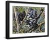 Humboldt's Woolly Monkey (Lagothrix Lagotricha), Cebidae, Drawing-null-Framed Giclee Print