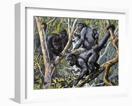 Humboldt's Woolly Monkey (Lagothrix Lagotricha), Cebidae, Drawing-null-Framed Giclee Print