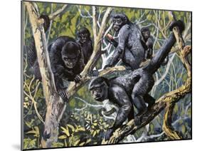 Humboldt's Woolly Monkey (Lagothrix Lagotricha), Cebidae, Drawing-null-Mounted Giclee Print